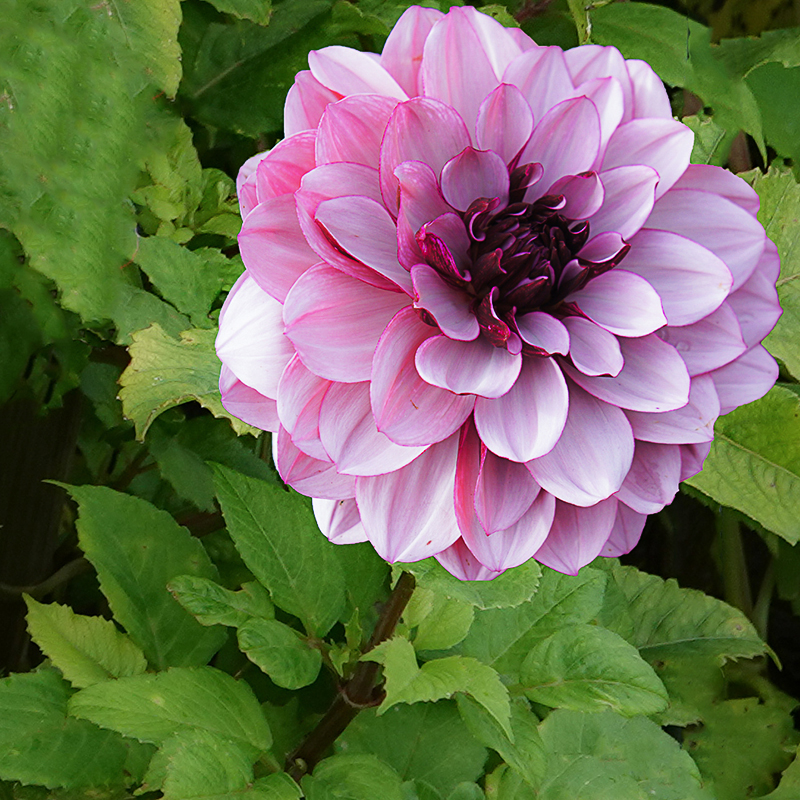 Creme de Cassis dahlia 3