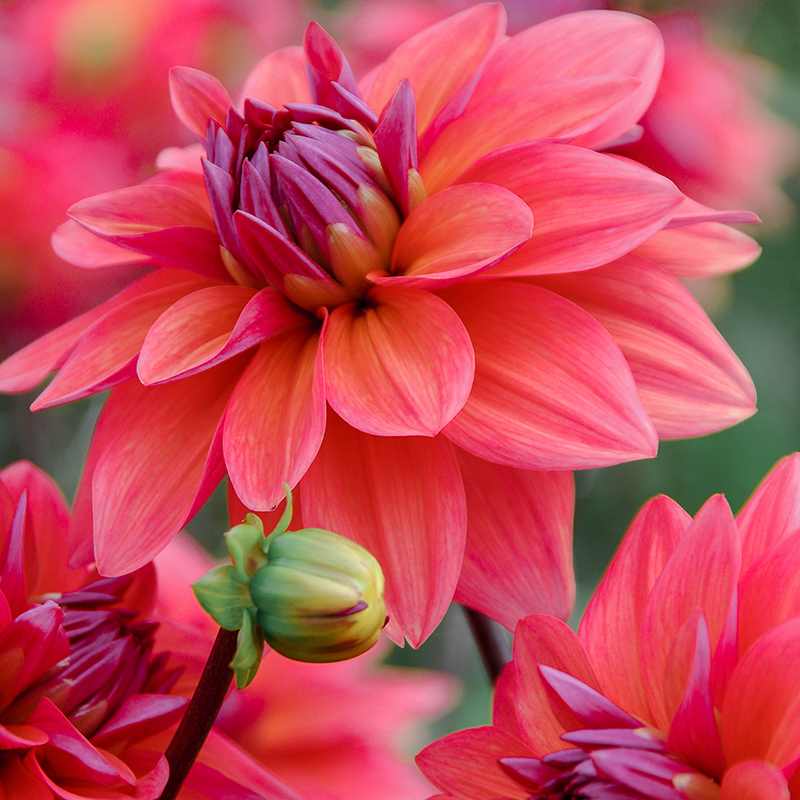 Dahlia  American Dawn