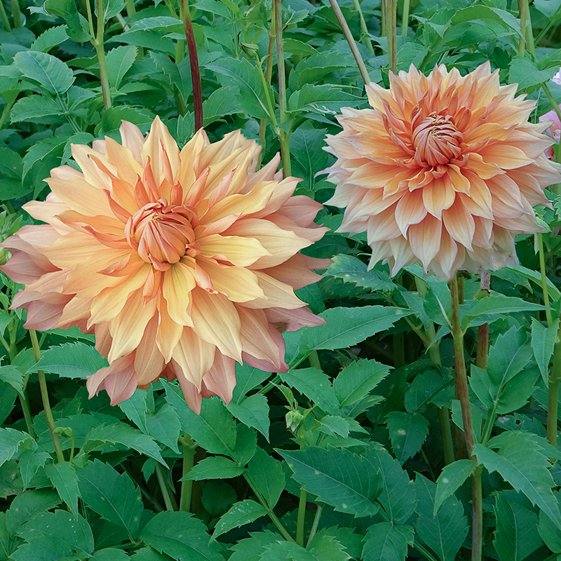 Dahlia Hamari gold 1