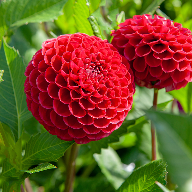 viking dahlia pompom red