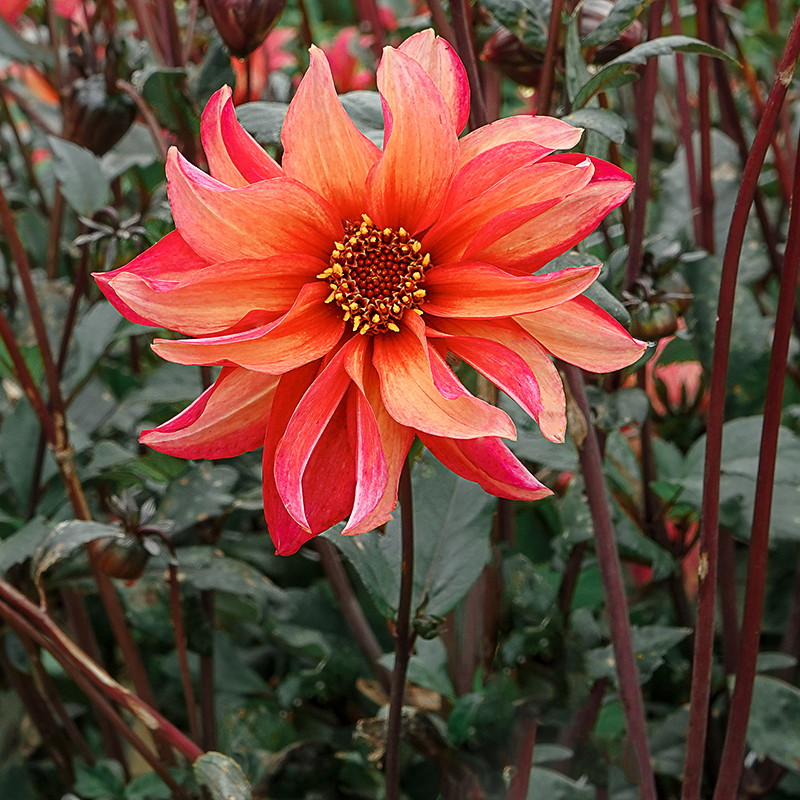 Dahlia Waltzing matilda 1