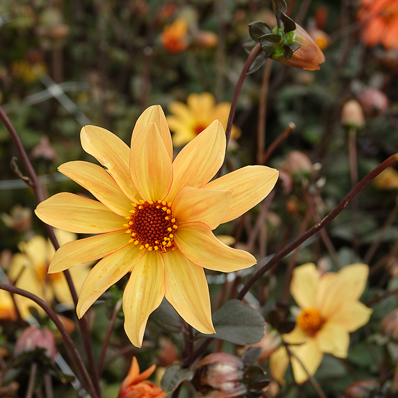 Dahlia bishop of york 1