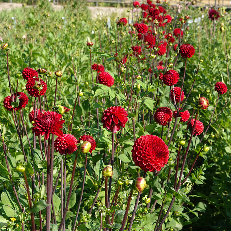 Dahlia viking pompon 3