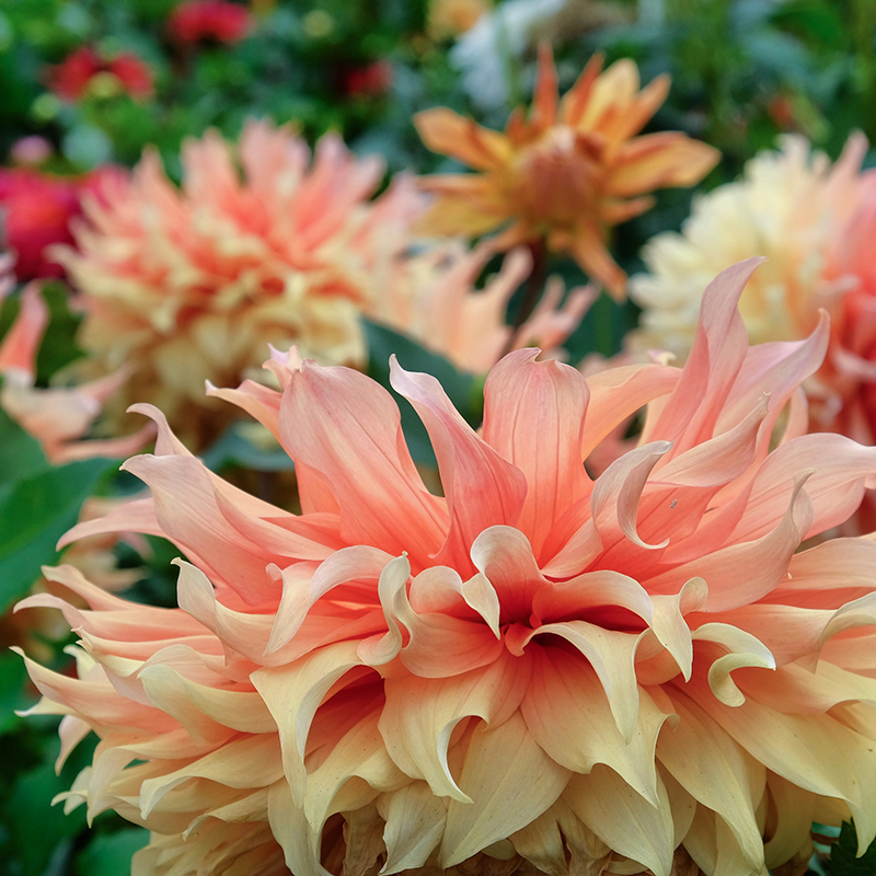 Orange,Decorative,Dahlia,’hamari,Gold’,In,Flower
