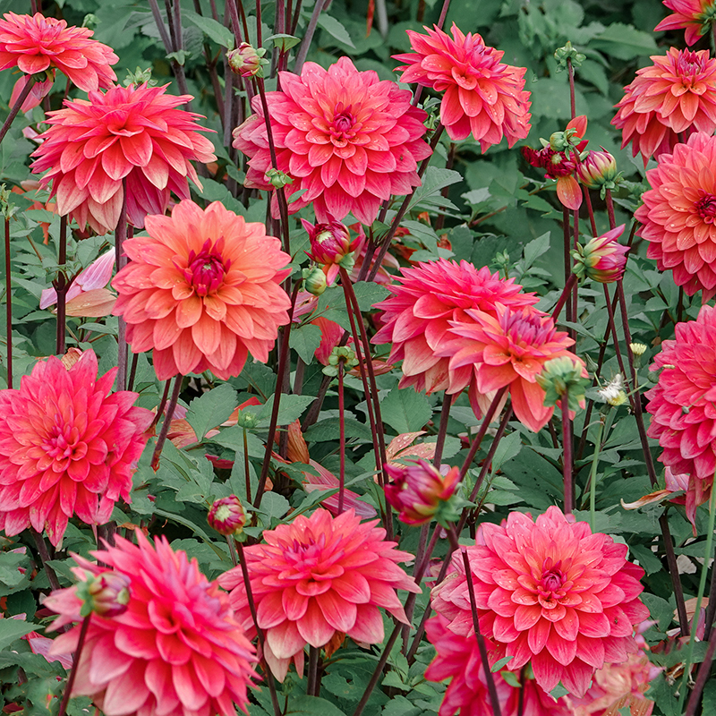 Dahlien American Dawn 3