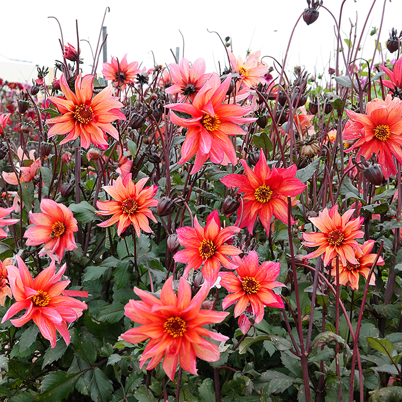 Dahlien Waltzing Matilda 3