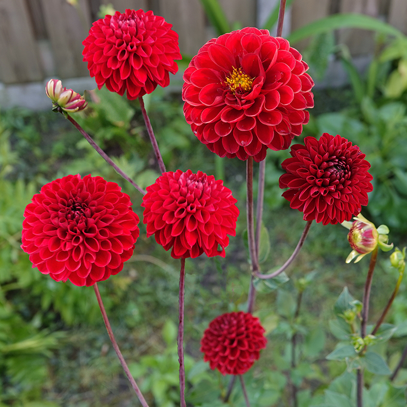 Pompon dahlia rood 2