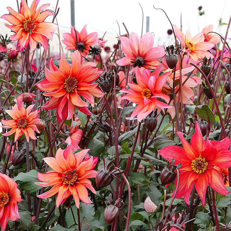 Waltzing matilda dahlia 2