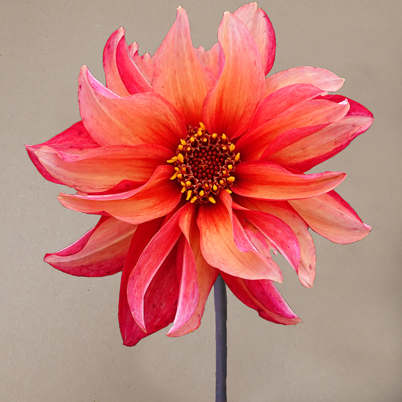 waltzing mathilda dahlien dahlia
