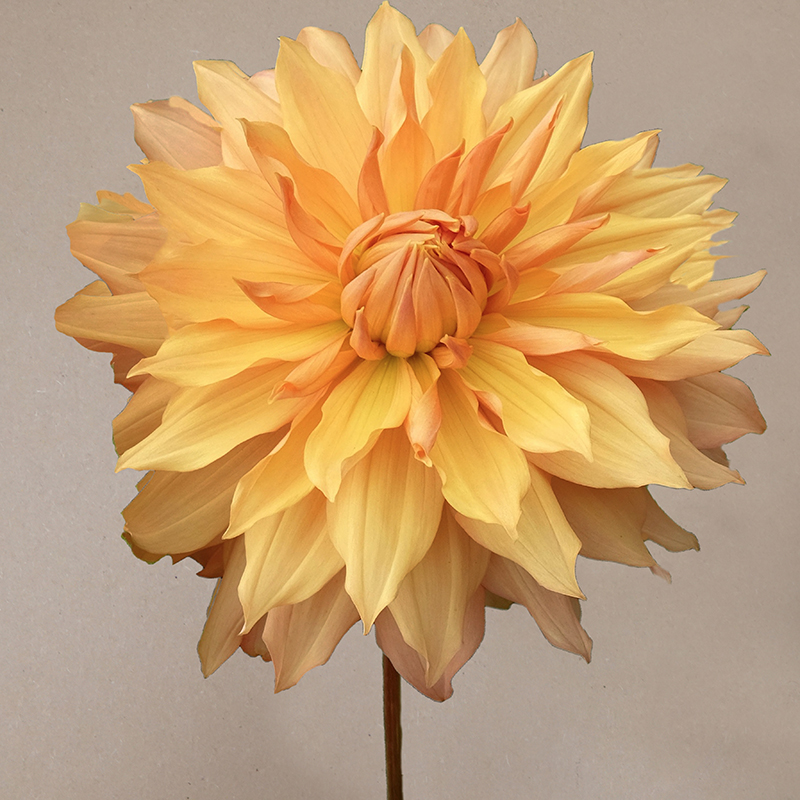 hamari gold dahlia dahlien