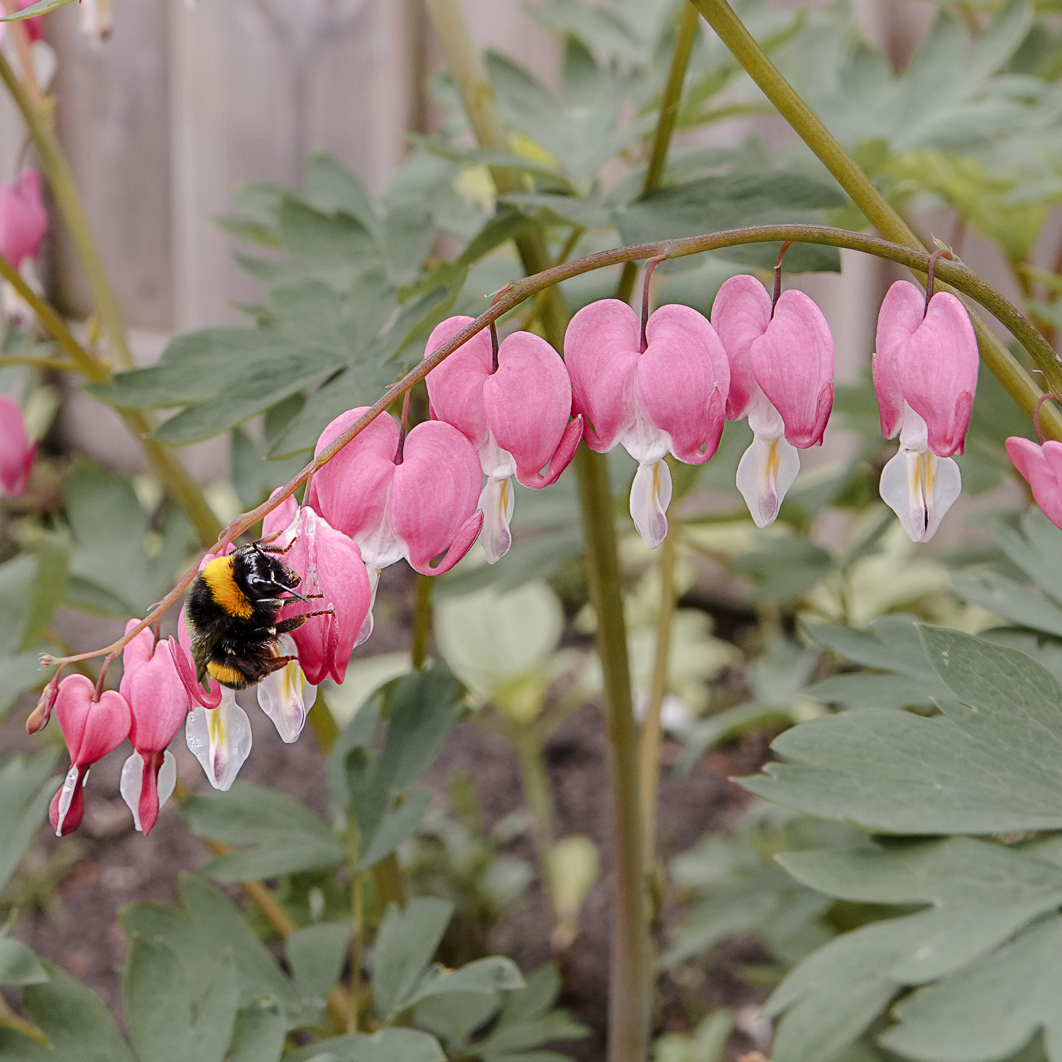 Je hebt het vast al wel eens gehoord, elk jaar sterven er meer bijen. Dit baart ons zorgen want zonder het gezoem en gefladder van deze hardwerkende bestuivers, neemt ook de voortplanting van alle kleurrijke bloemenpracht af. Bijen zijn onmisbaar, en jij kunt ze een handje helpen door bloembollen voor bijen te planten. Zo kunnen wij genieten van de kleurrijke bloemen en creëren we meteen kleine voedselfabriekjes voor de bestuivers.