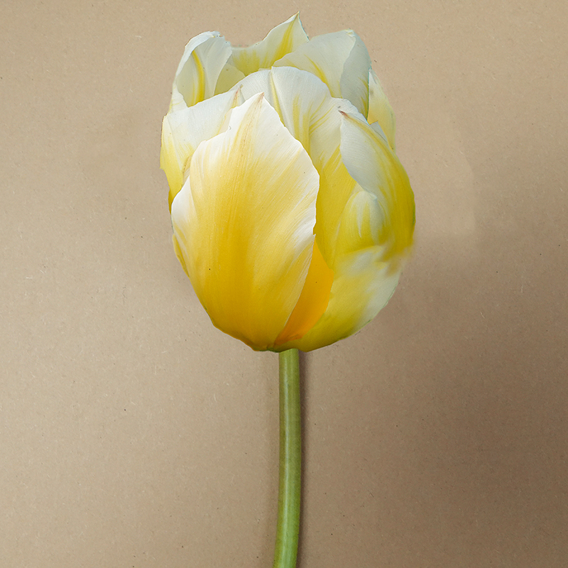 Tulp sweetheart