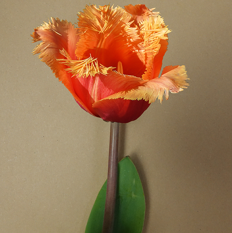 Tulp lambada
