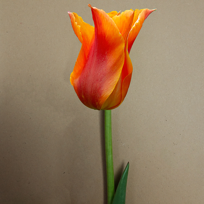 Tulp Ballerina