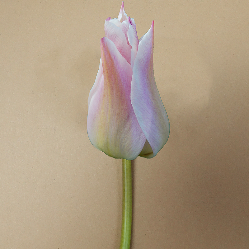 Tulp Elegant Lady