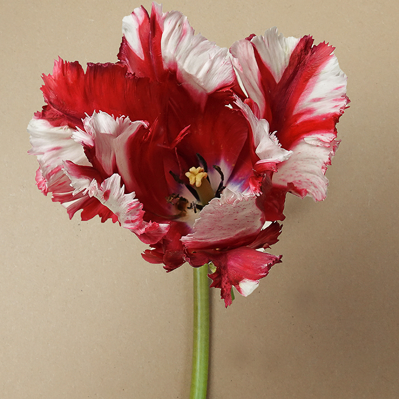 tulp Estella Rijnveld