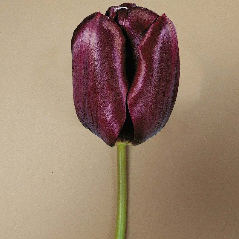 Tulp black jack