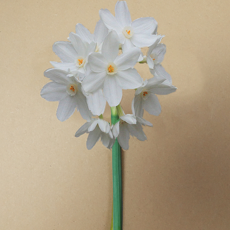 Narcis paperwhite