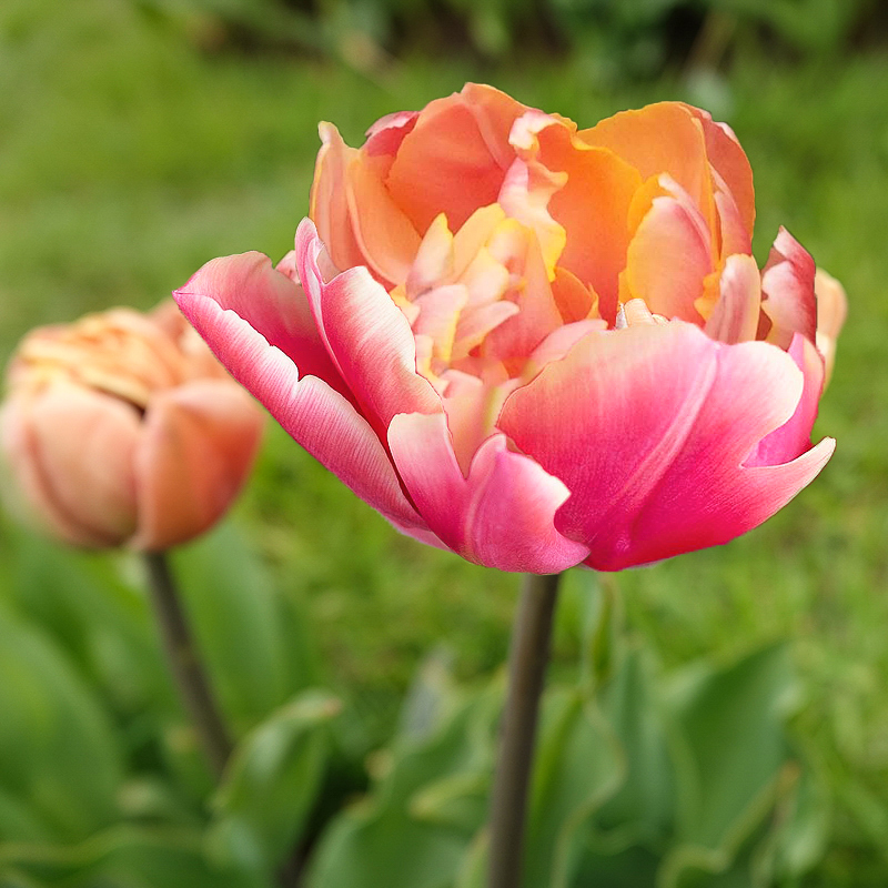 tulp pink star