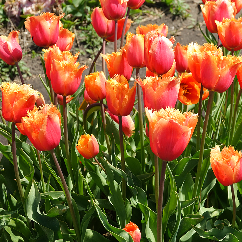 tulips lambada