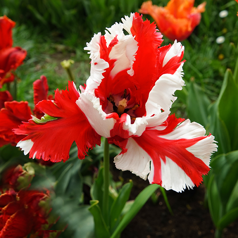tulip Estella rijnveld