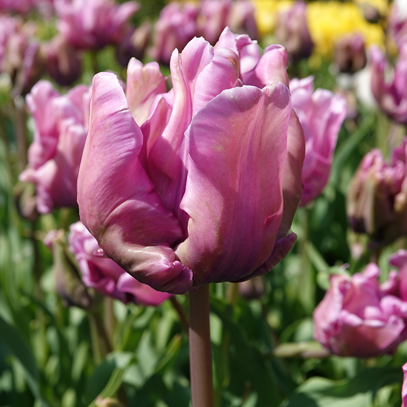 Tulip james last