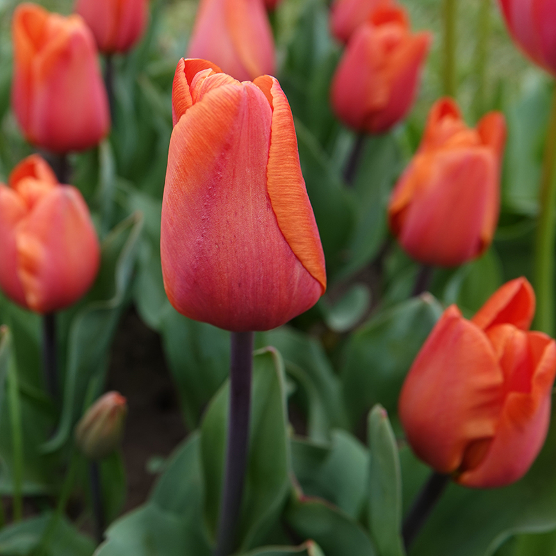 oranje tulp