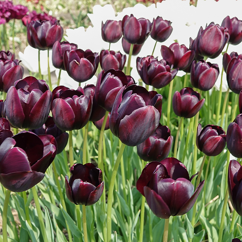 black jack tulpen
