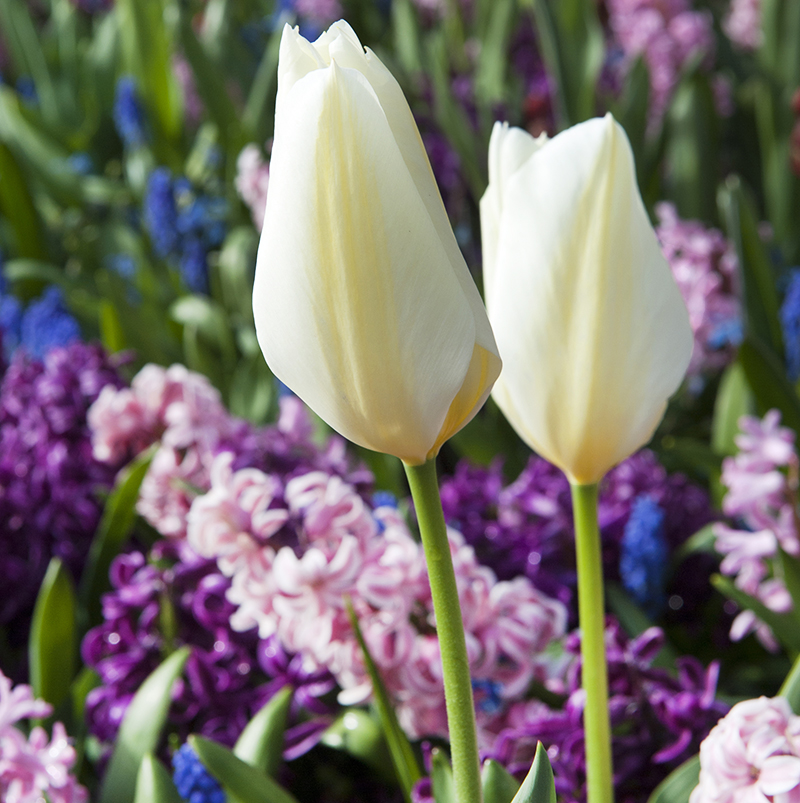 tulp Purissima