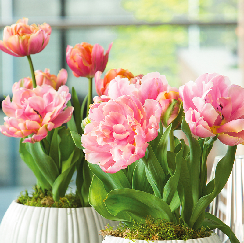 tulip pink star pot