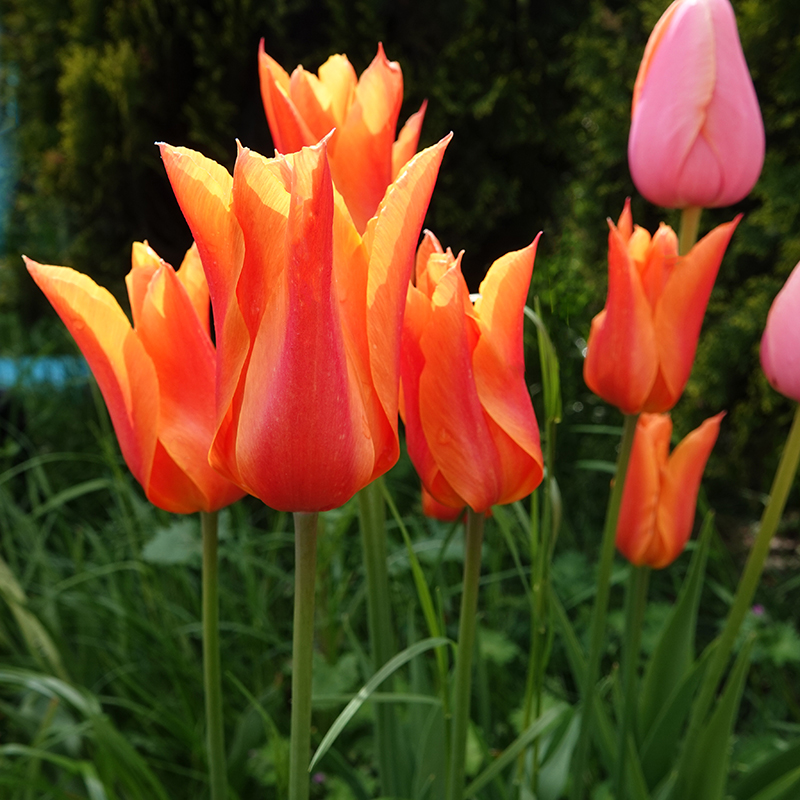 tulipa ballerina