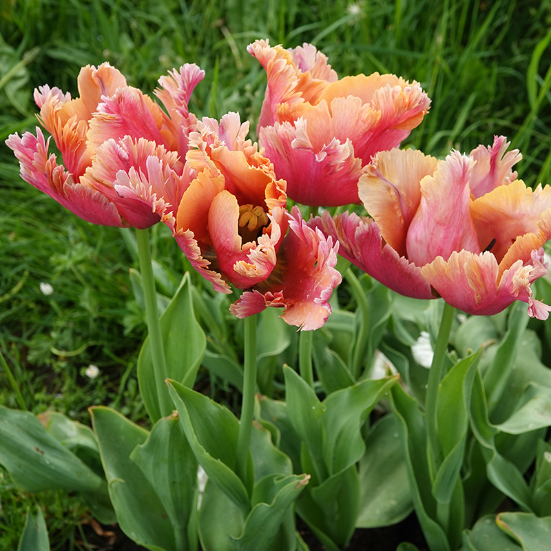 tulipa amazing parrot