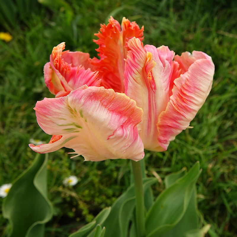 tulipa apricot parrot