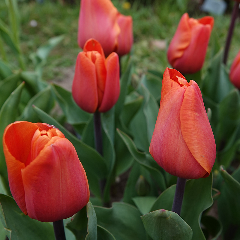 tulip annie schilder