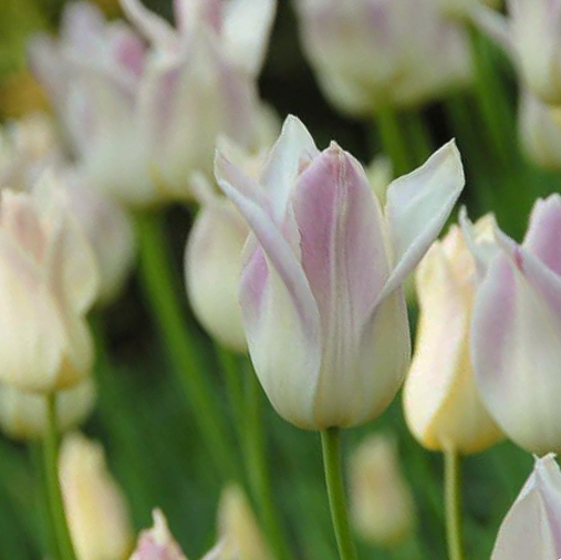Tulipa Elegant lady