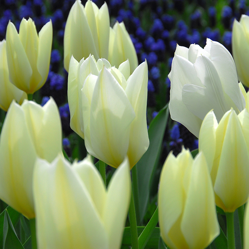 Tulipa  Purissima