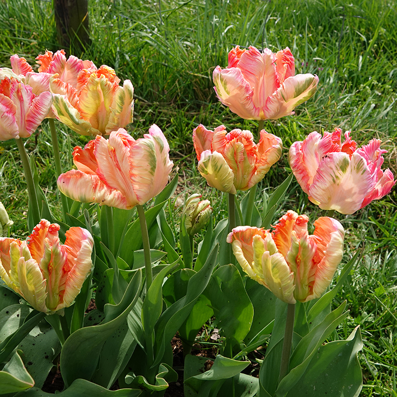 tulips apricot parrot