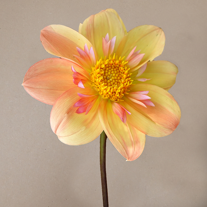 kelsey anna joy dahlia dahlien