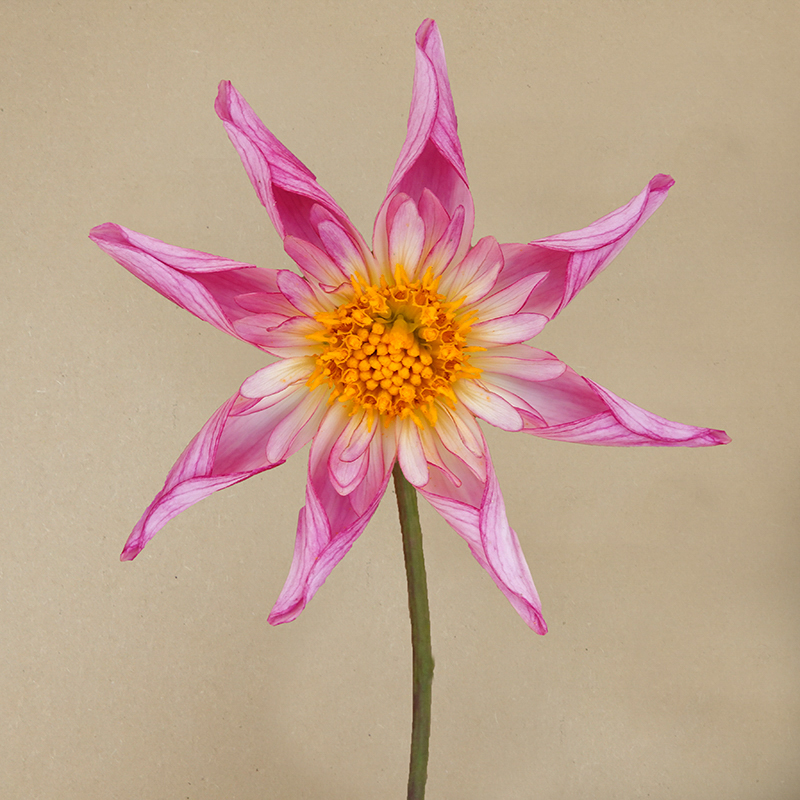 fancy pants dahlia dahlien