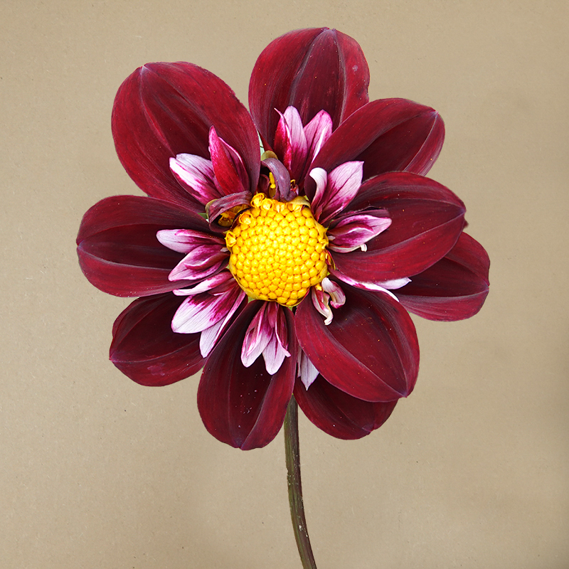 joyfull investment dahlia