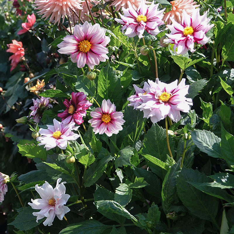 joyfull investment dahlia dahlien