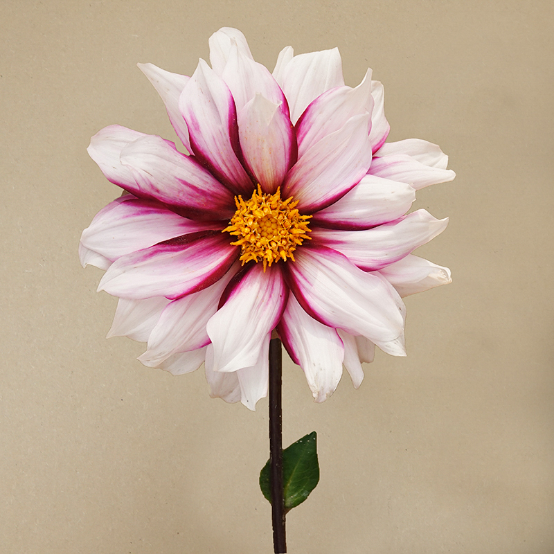 joyfull investment dahlia dahlien kopen