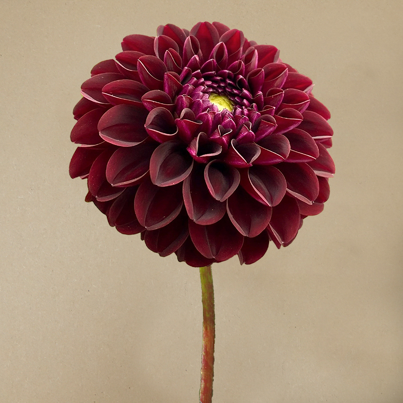 dark spirit dahlia dahlien