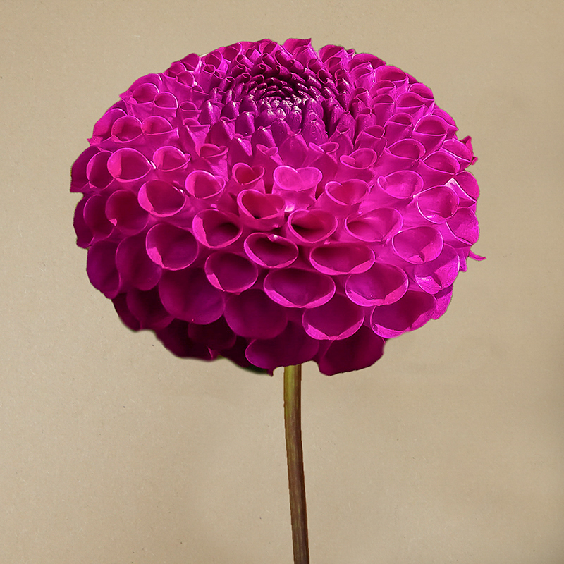 rocco pompom dahlia dahlien