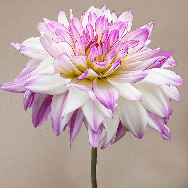 victoria ann dahlia dahlien