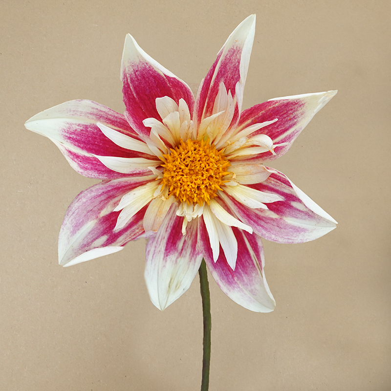 fashion monger dahlia dahlien