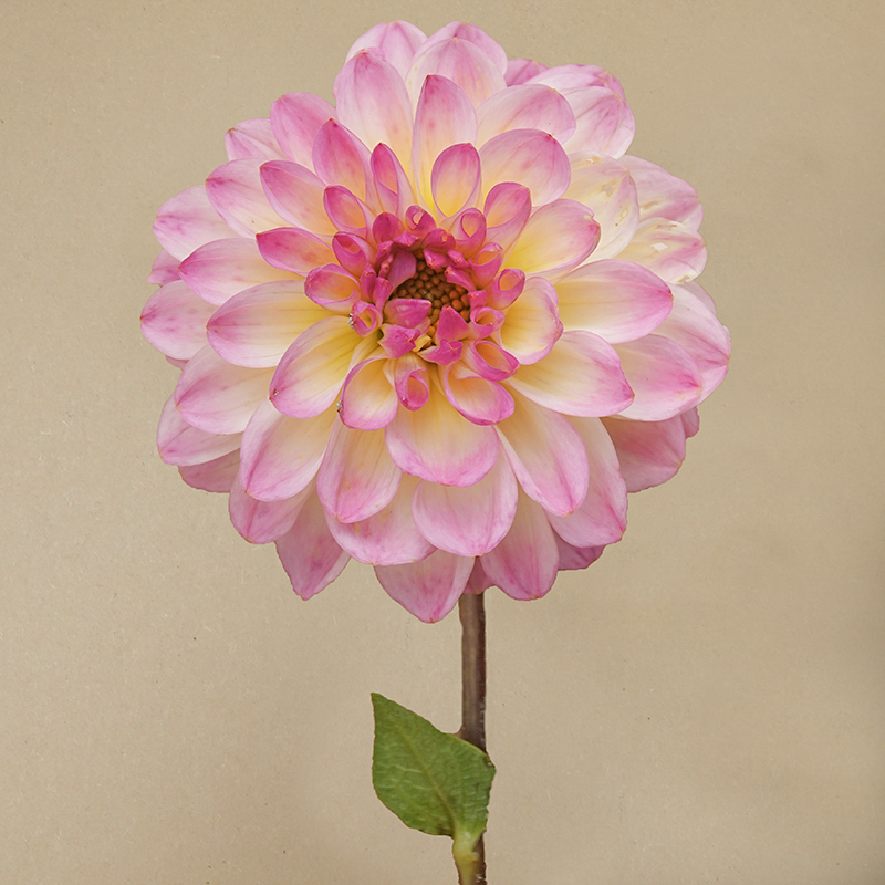 El paso dahlia dahlien