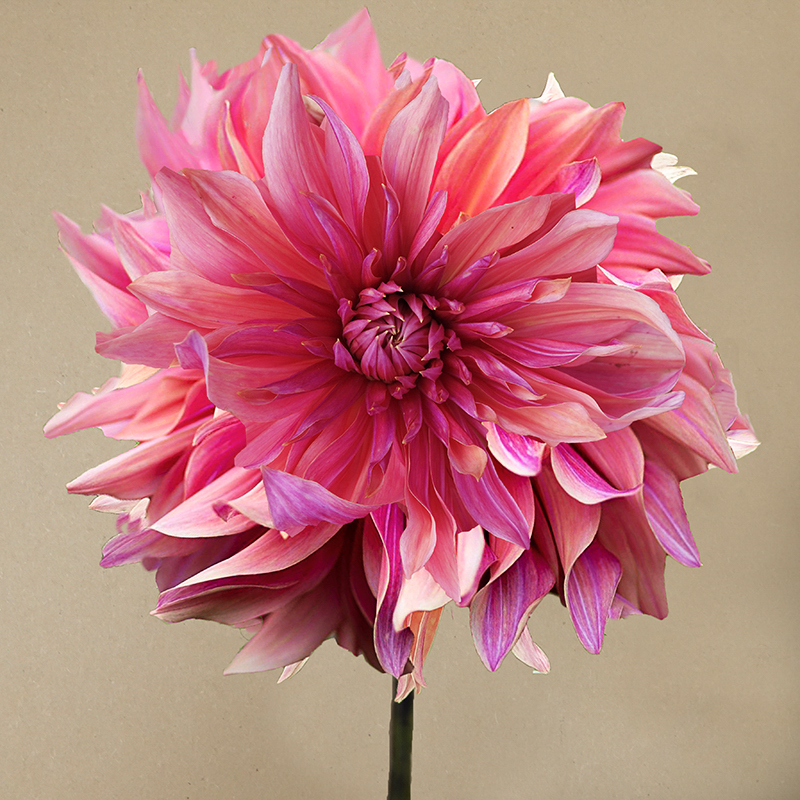 dark monarch dahlia dahlien