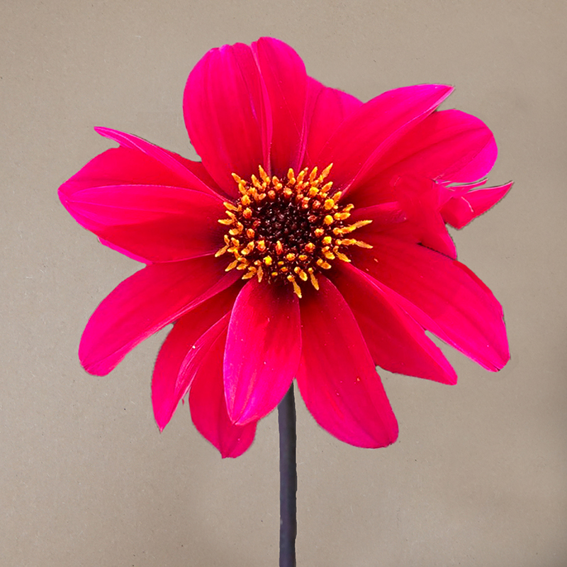canterburry dahlia dahlien
