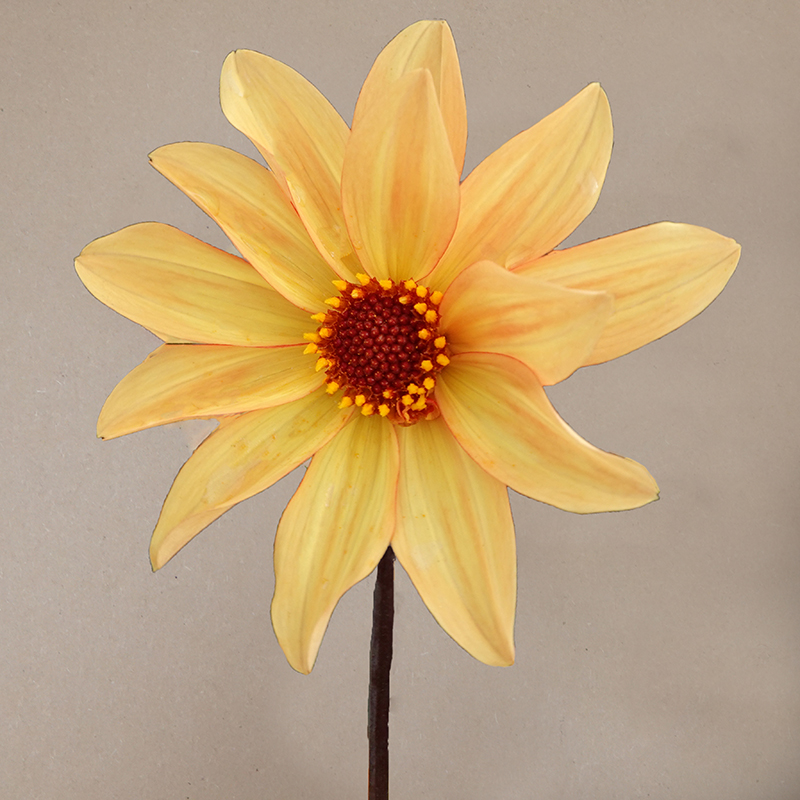 bishop of york dahlia dahlien